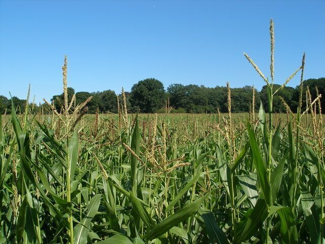 Hampton maize. A healthy looking crop of maize at Hampton in Arden, West Midlands.