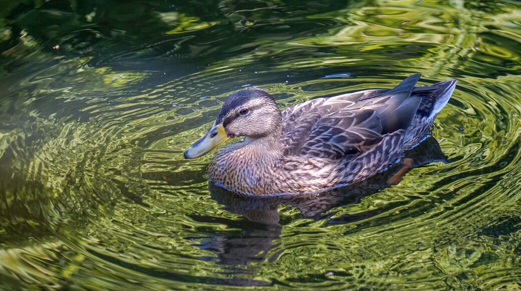 At the Botanic Gardens, Churchtown, Southport, Merseyside, UK (Jul 2014). #nature #naturalworld #ducks