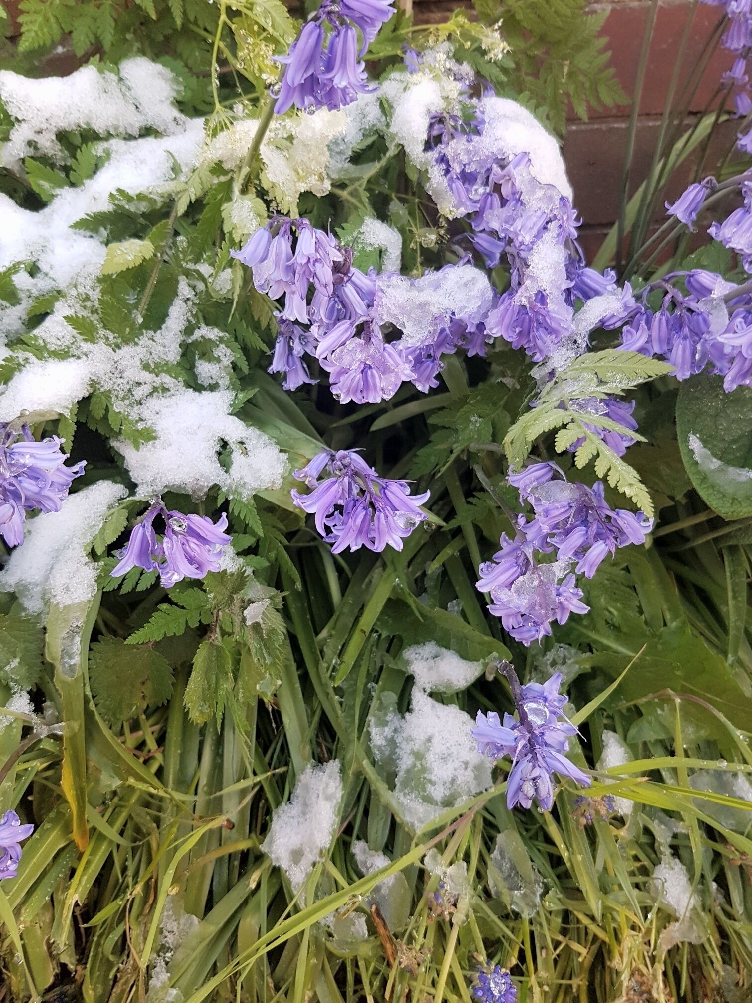 Snow in May !! #confused bluebells 