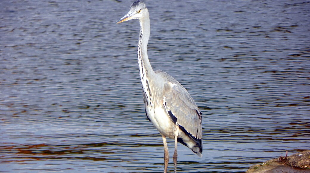Grey Heron (Ardea cinerea), Fairlands Valley Park, Stevenage, 18 October 2012.