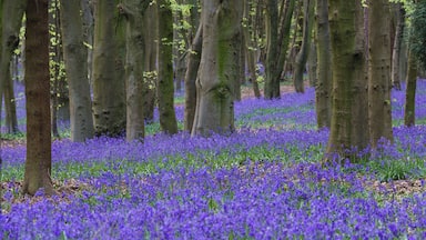 Bluebells in Pryor's Wood, Stevenage.