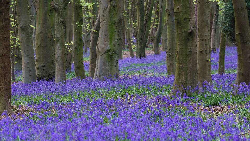 A forest with tall trees and a carpet of purple flowers.