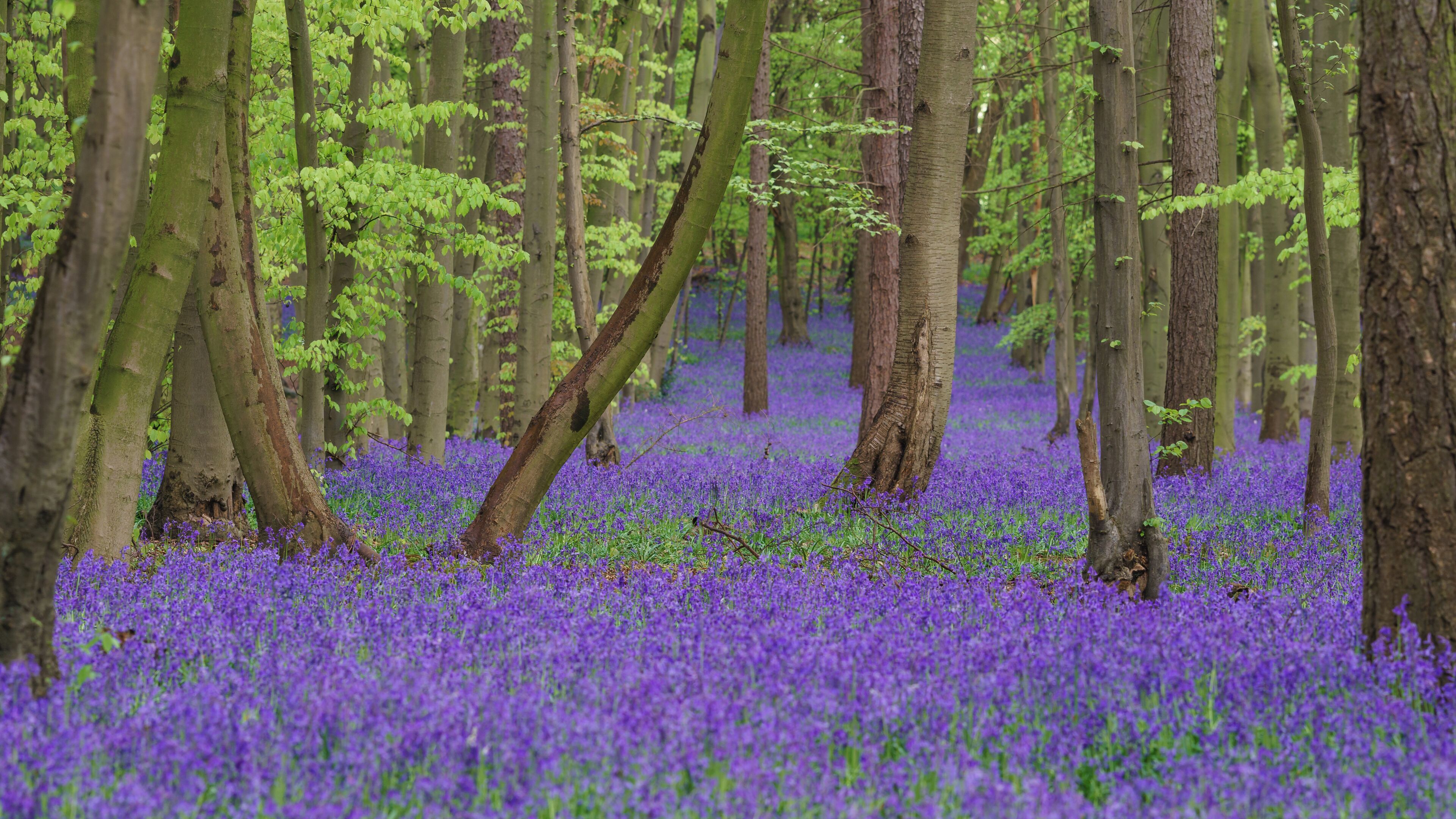 Bluebells in Pryor's Wood, Stevenage.