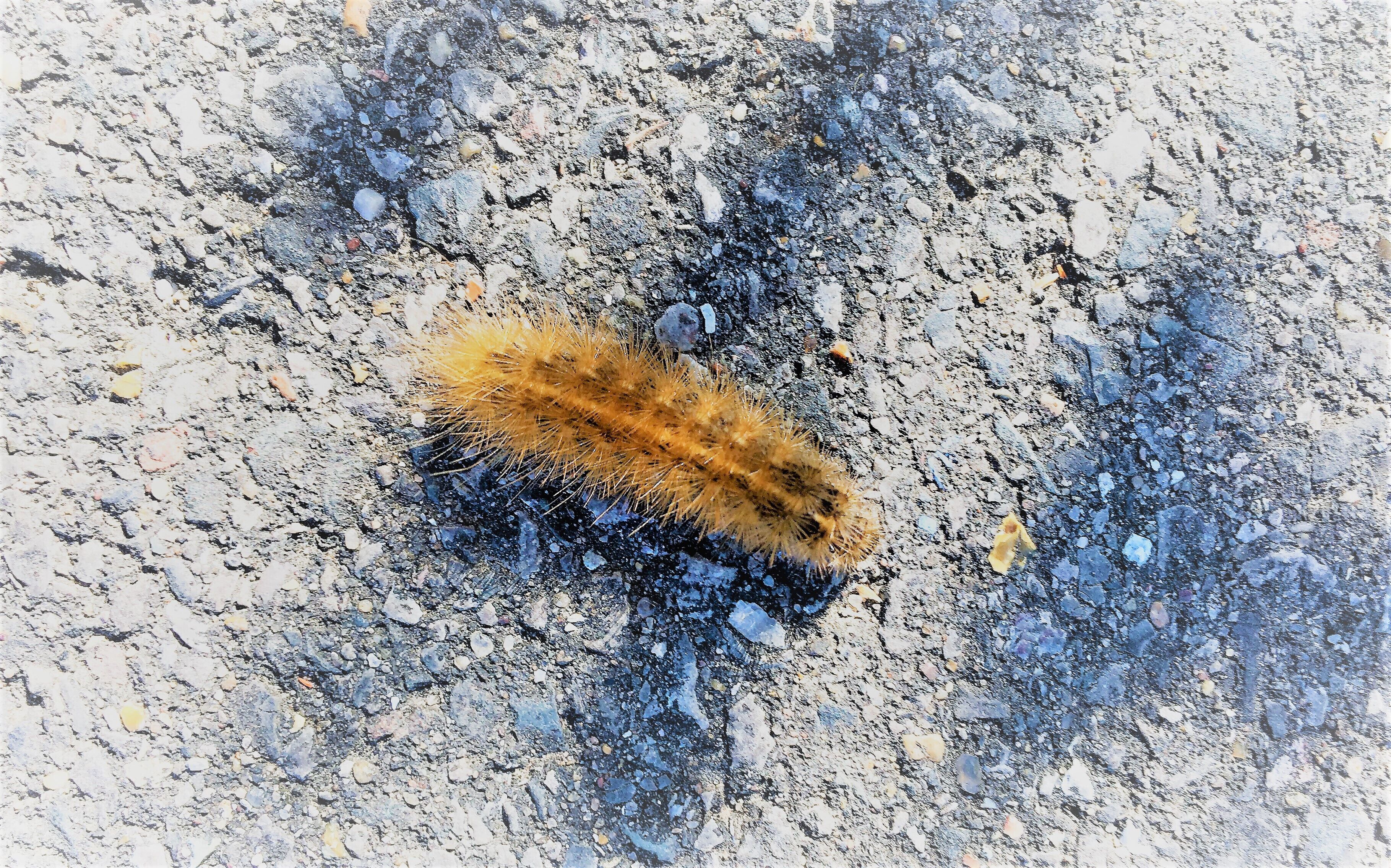 Everybody knows what a caterpillar is, and it doesn't look anything like a butterfly.
_Lynn Margulis