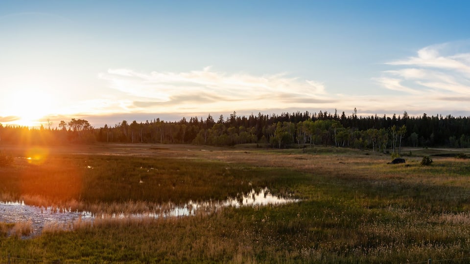 A sunset over a wetland with a forest in the background.