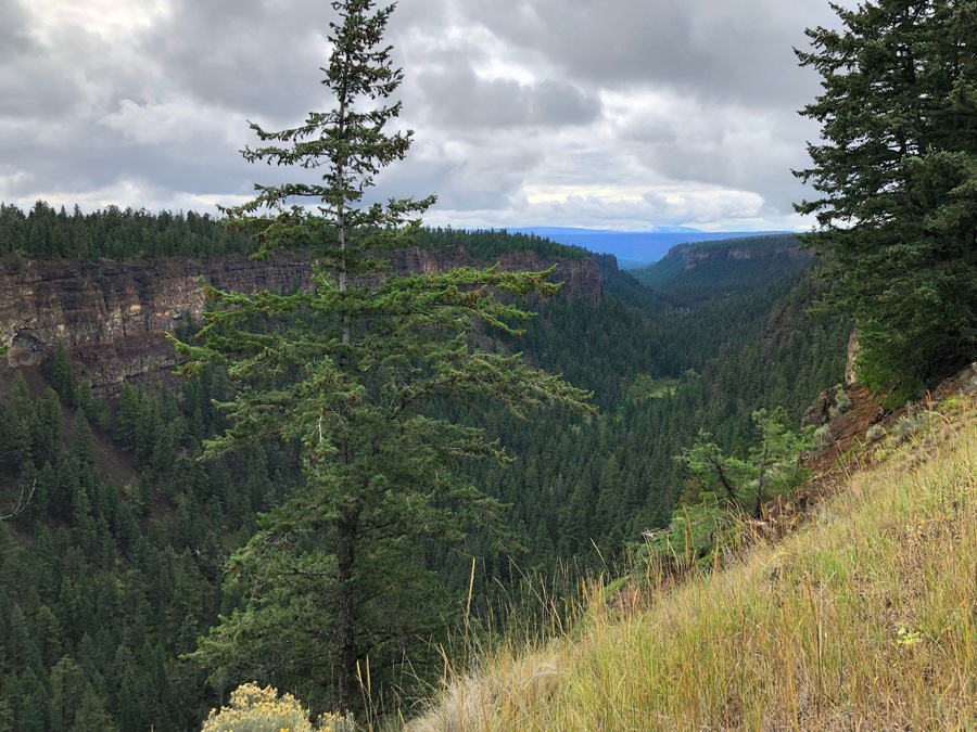 At the close of the Ice Age about 10,000 years ago, a stream fed by melting ice cascaded over a falls forming this chasm by cutting into some of the lava flows that helped to build the Fraser Plateau. Individual lava flows are shown here by the horizontal layering (left hand side of the pic). When the glacial ice finally disappeared, the flow of meltwater stopped. (September 2019)