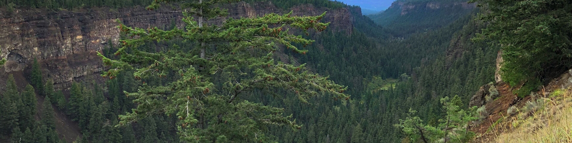 At the close of the Ice Age about 10,000 years ago, a stream fed by melting ice cascaded over a falls forming this chasm by cutting into some of the lava flows that helped to build the Fraser Plateau. Individual lava flows are shown here by the horizontal layering (left hand side of the pic). When the glacial ice finally disappeared, the flow of meltwater stopped. (September 2019)