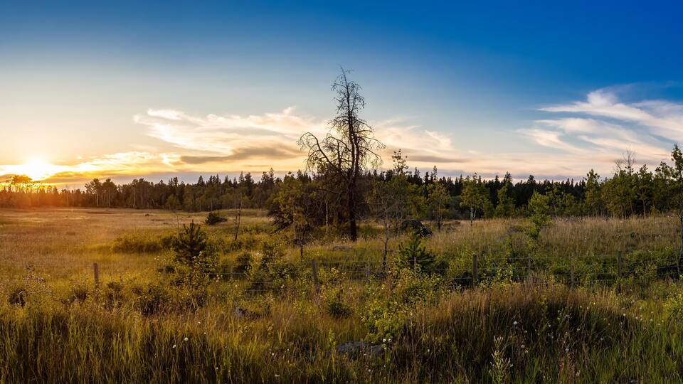 A sunset over a grassy field with a forest in the background.
