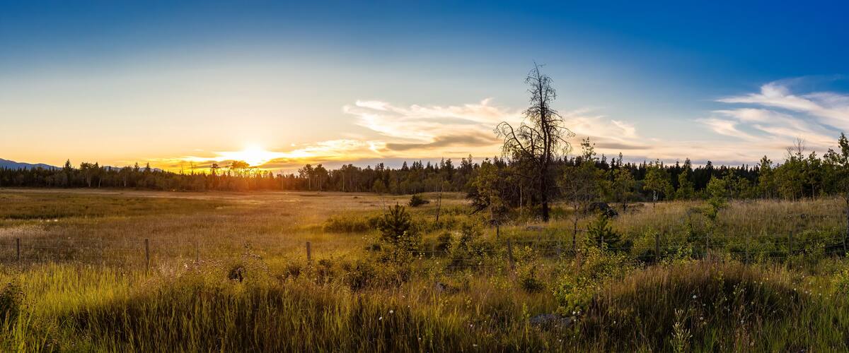 A sunset over a grassy field with a forest in the background.