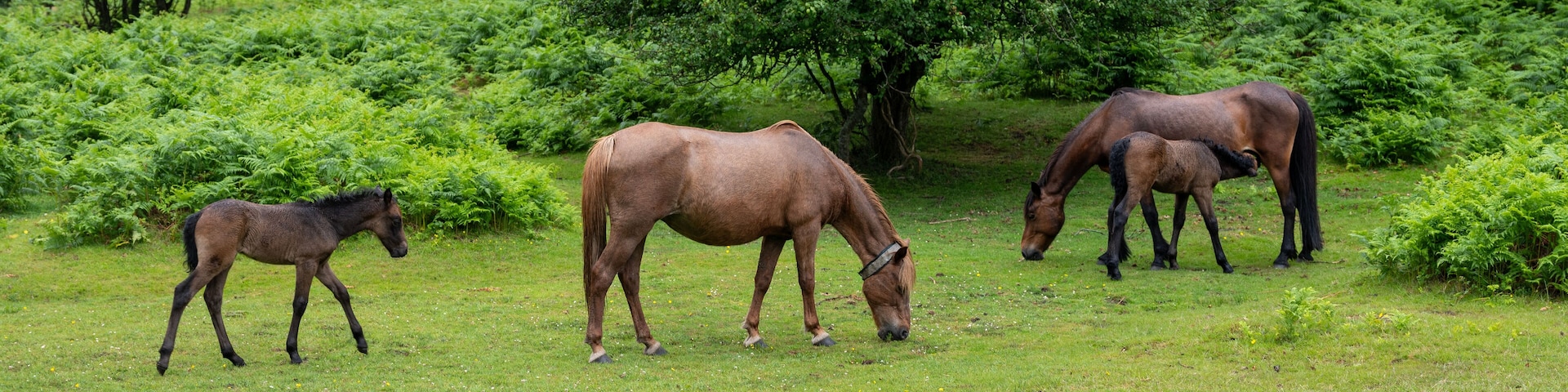 ponies and foals in the new forest near brockenhurst in hampshire