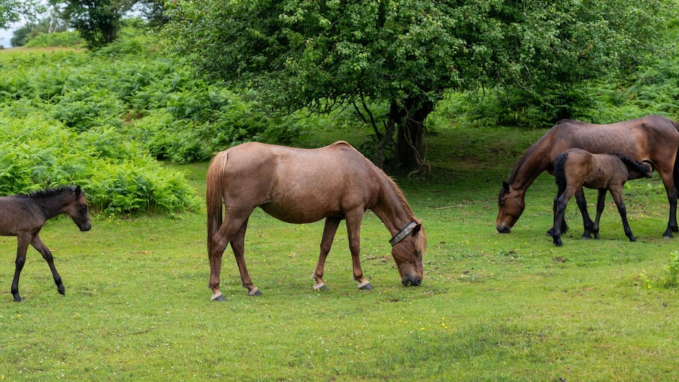 A group of horses grazing in a lush green field with dense foliage in the background.