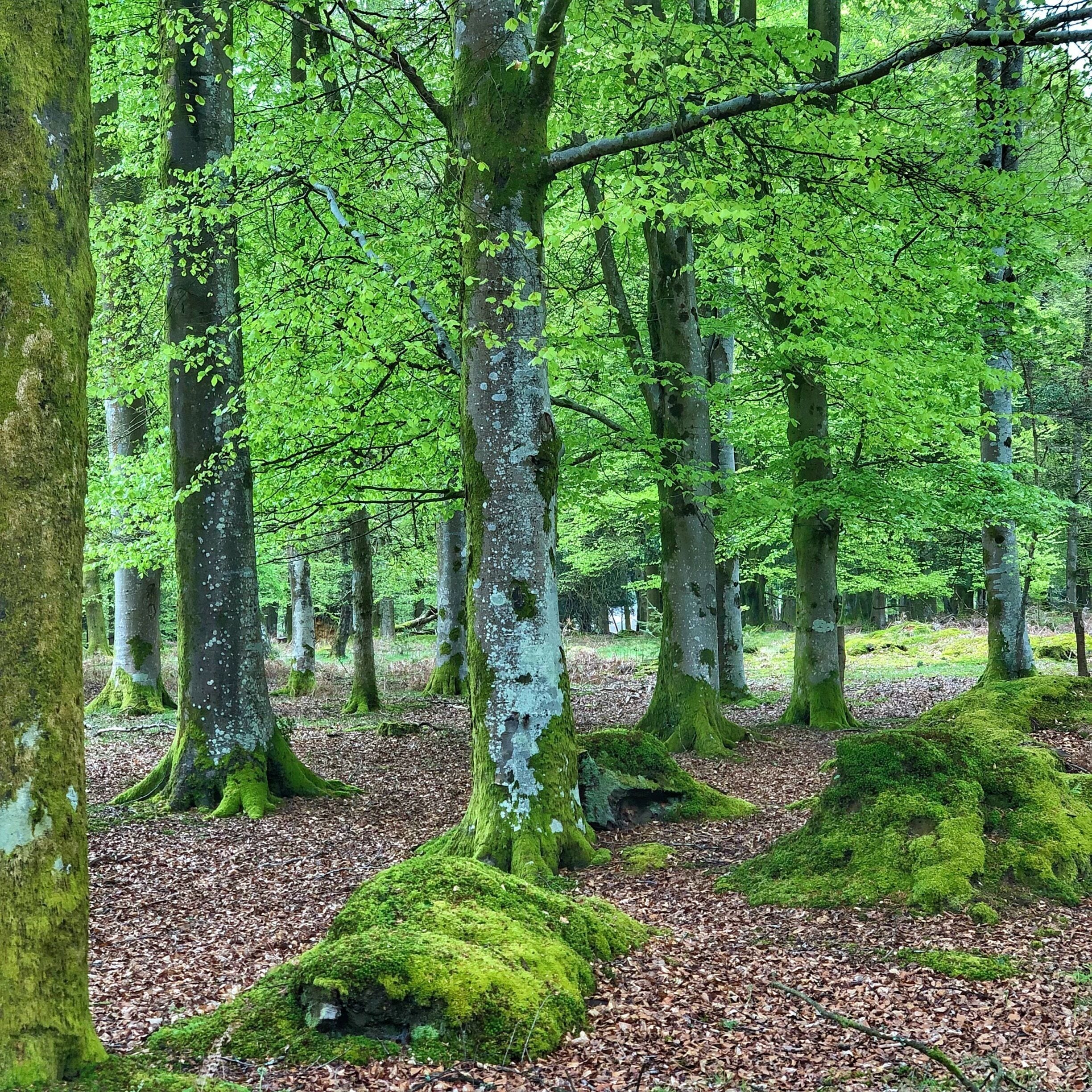 A walk in the New Forest is always a great place to relax and unwind