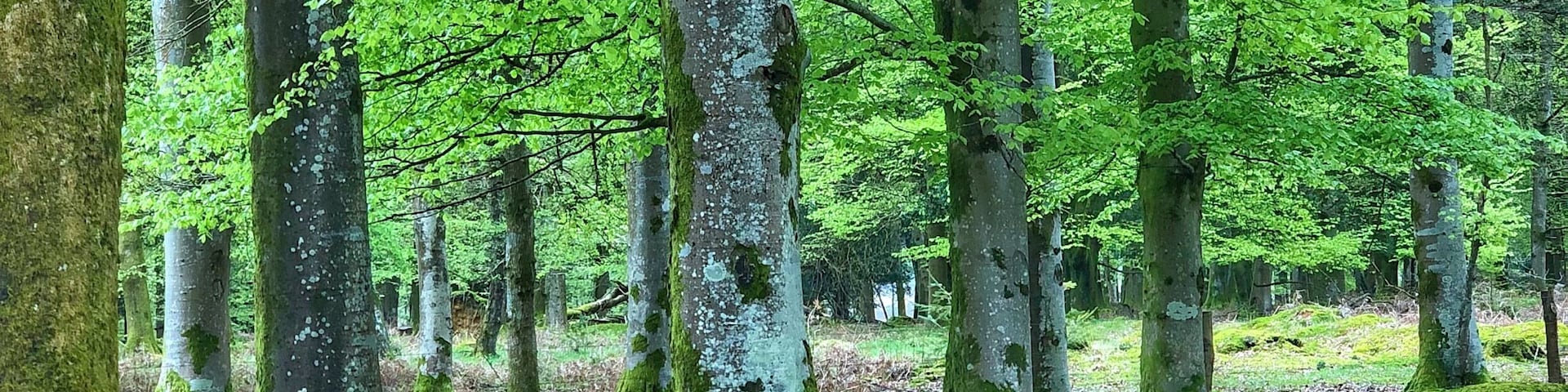 A walk in the New Forest is always a great place to relax and unwind