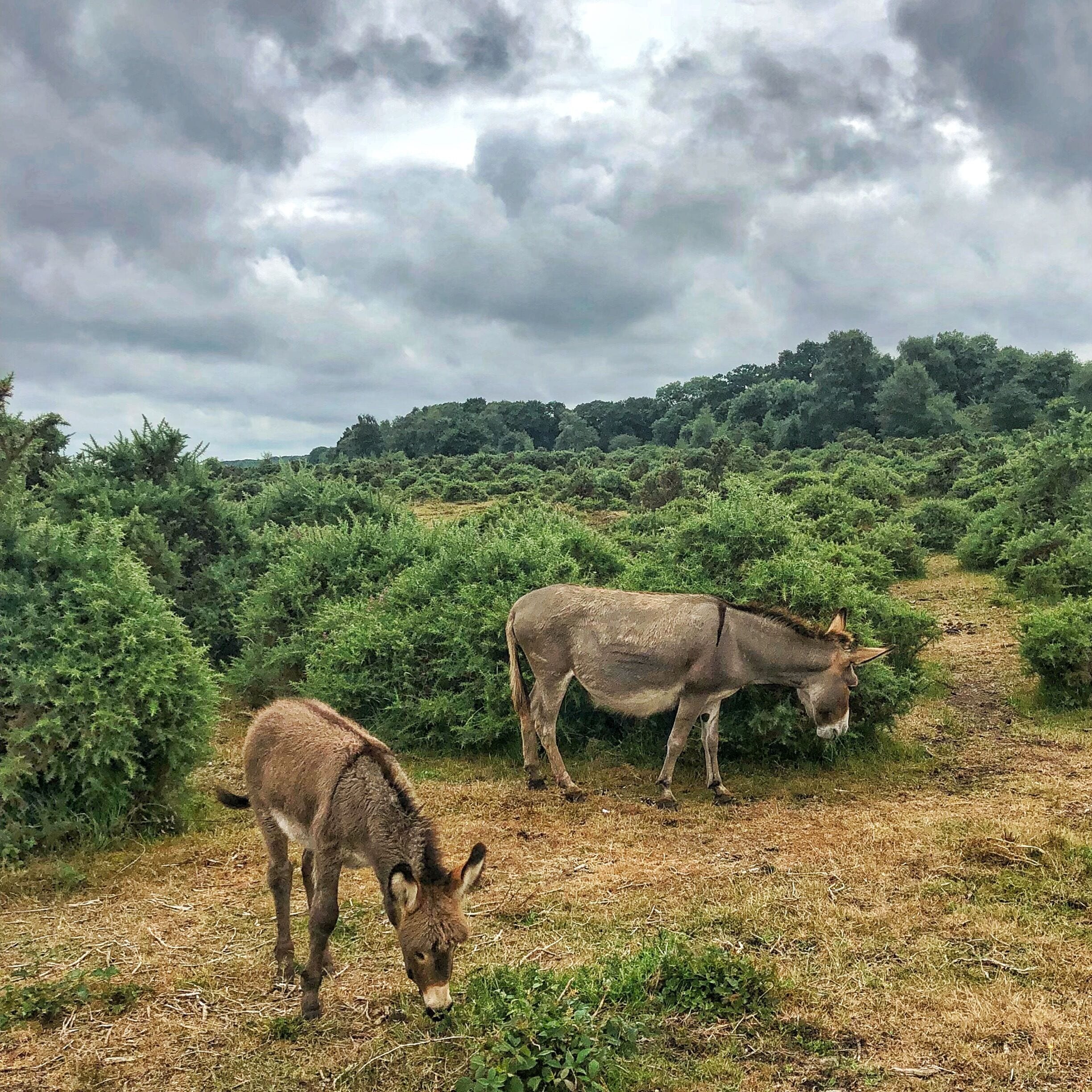Two donkeys grazing in a field with dense shrubbery and a forested hill in the background.