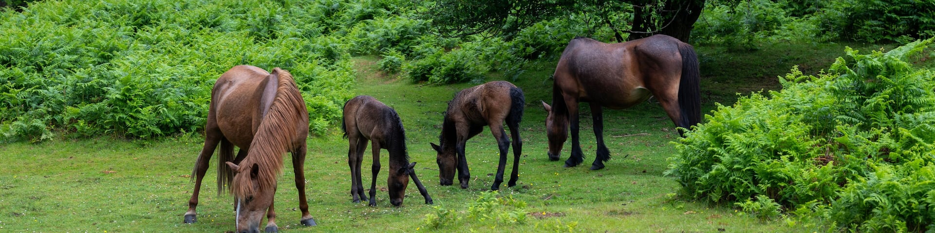 ponies and foals in the new forest near brockenhurst in hampshire