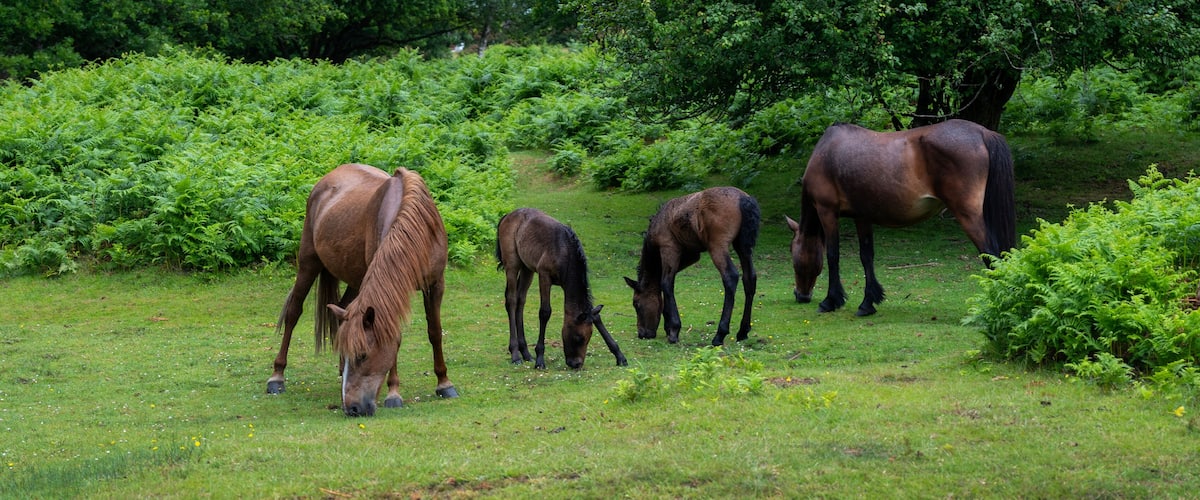 A group of horses grazing in a lush green field surrounded by dense foliage.
