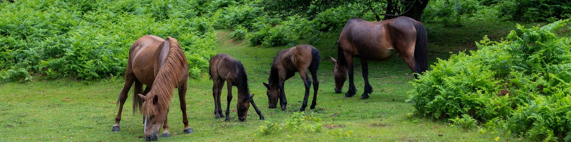 A group of horses grazing in a lush green field surrounded by dense foliage.