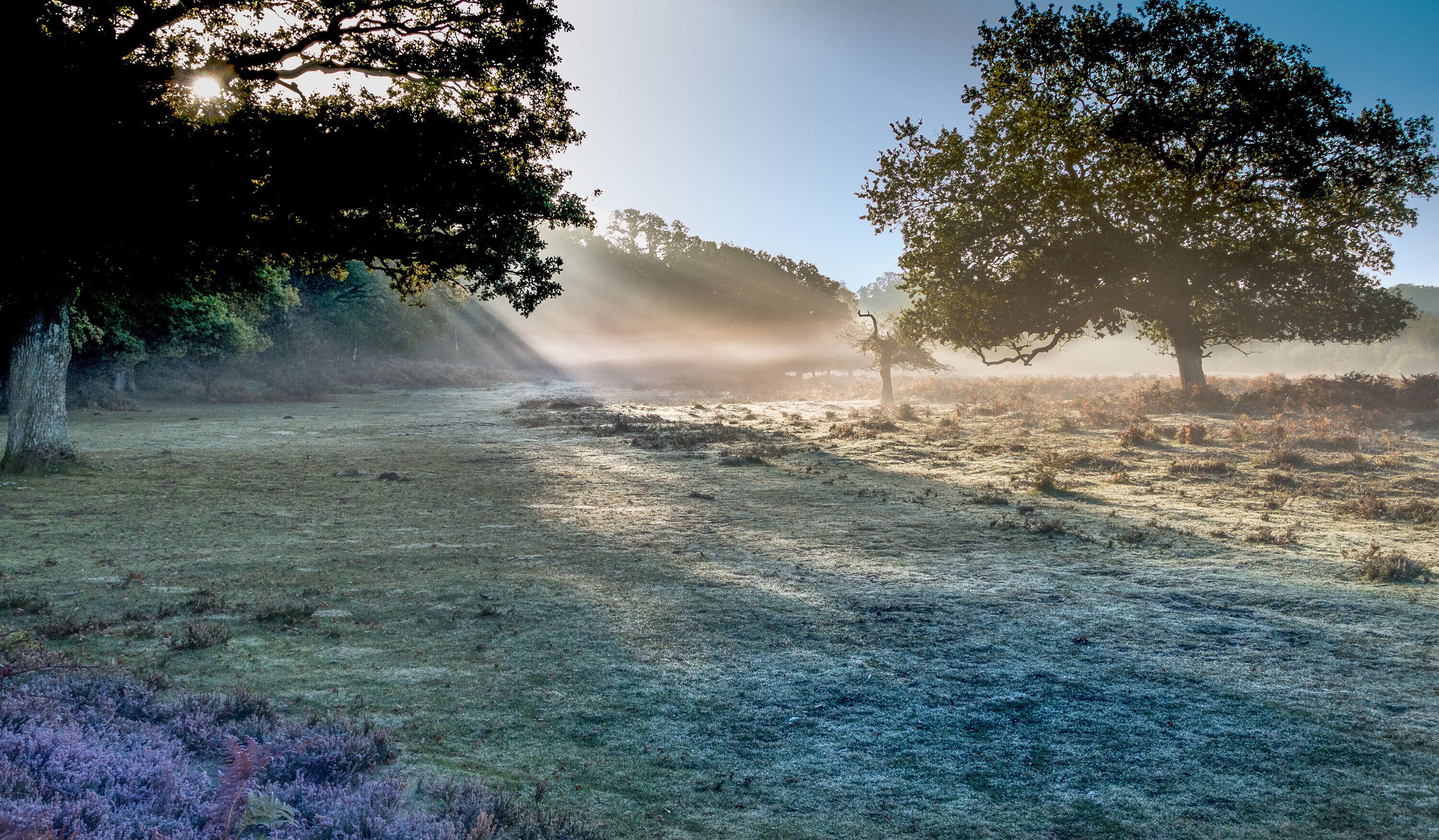 A frost-covered field with trees and sunlight rays.