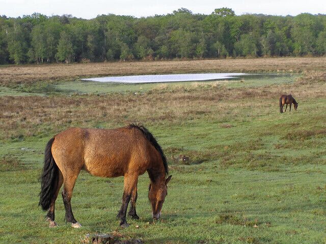 A horse grazing in a grassy field with a pond and trees in the background.