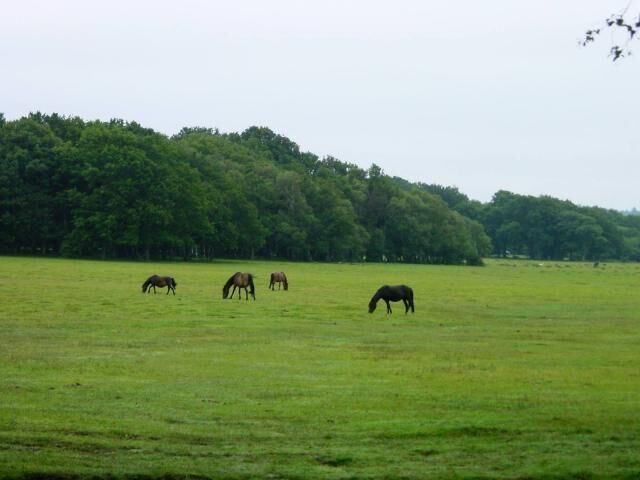 A grassy field with four horses grazing, surrounded by a dense forest.