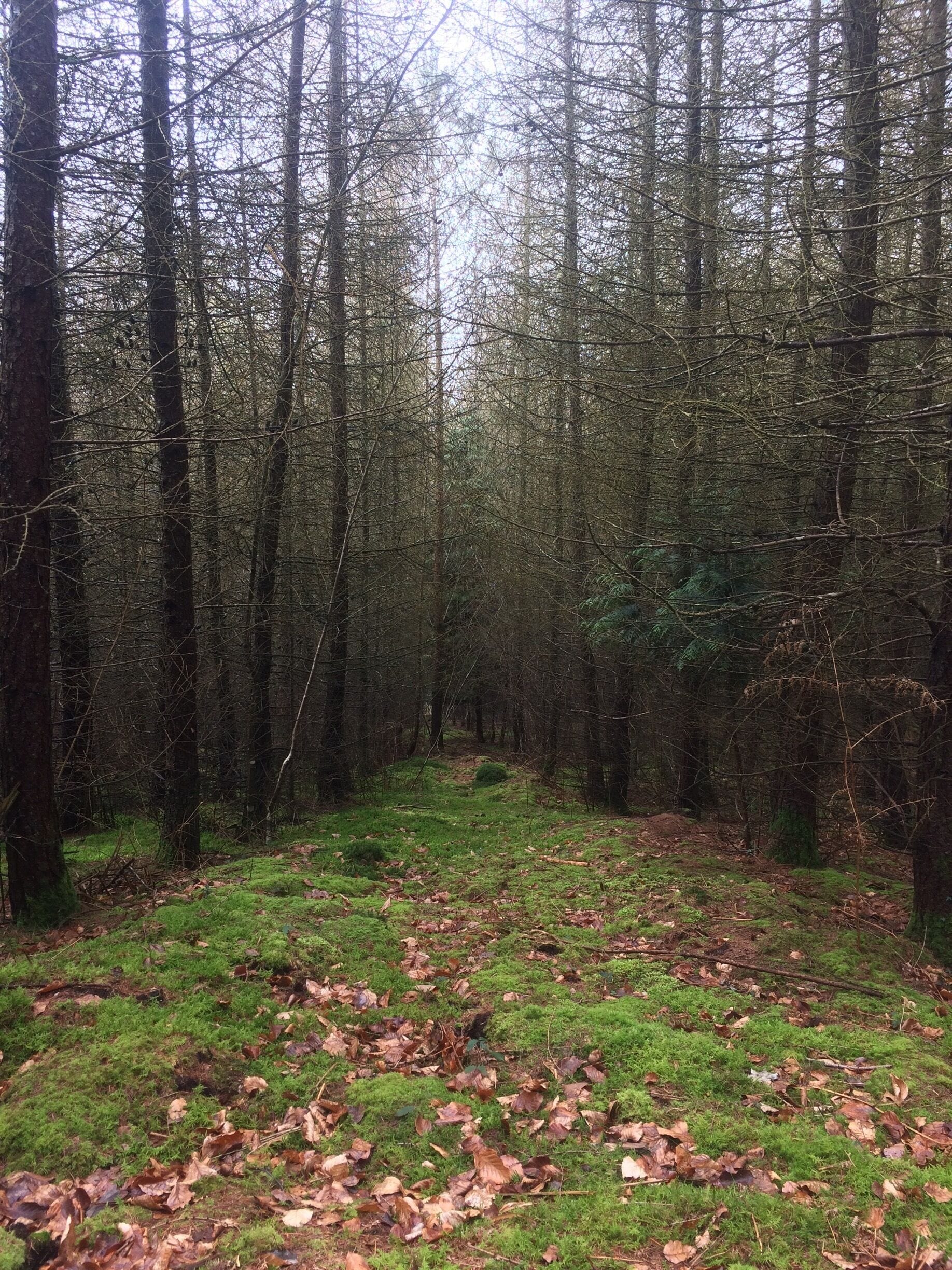 Discovered Wilverley Inclosure last week. Absolutely beautiful place. 