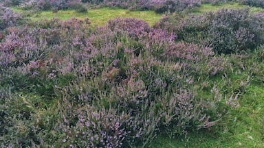 Purple blankets across the nature reserves in England! Happens towards the end of summer this one is in longsladebottom valley.