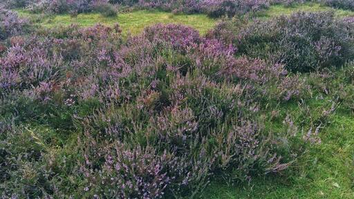 Purple blankets across the nature reserves in England! Happens towards the end of summer this one is in longsladebottom valley.