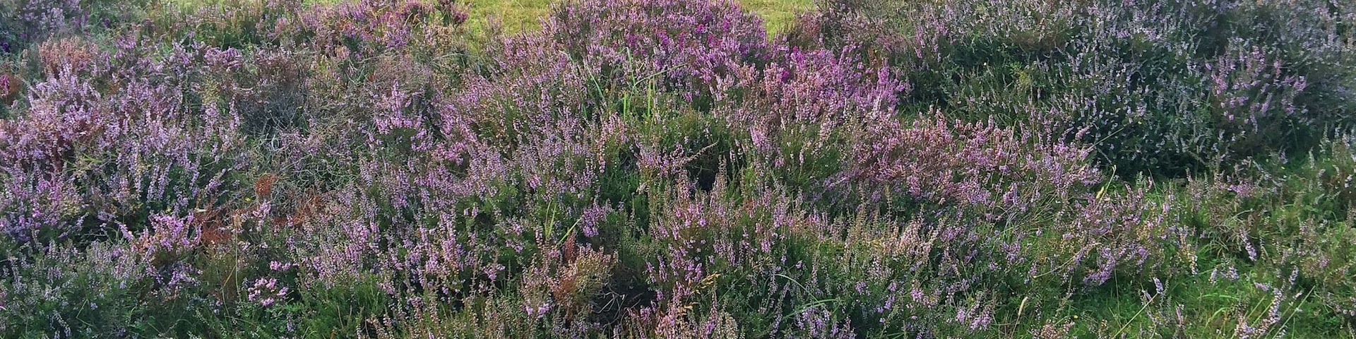Purple blankets across the nature reserves in England! Happens towards the end of summer this one is in longsladebottom valley.