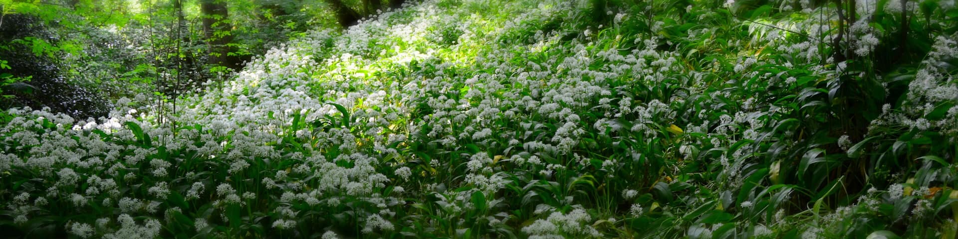 A forest with dense greenery and white flowers.