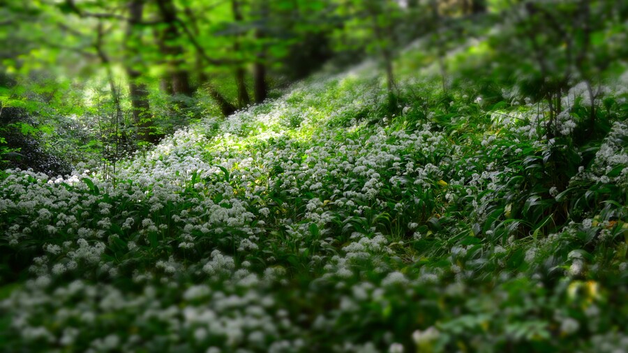 Lyme Park, Disley, United Kingdom