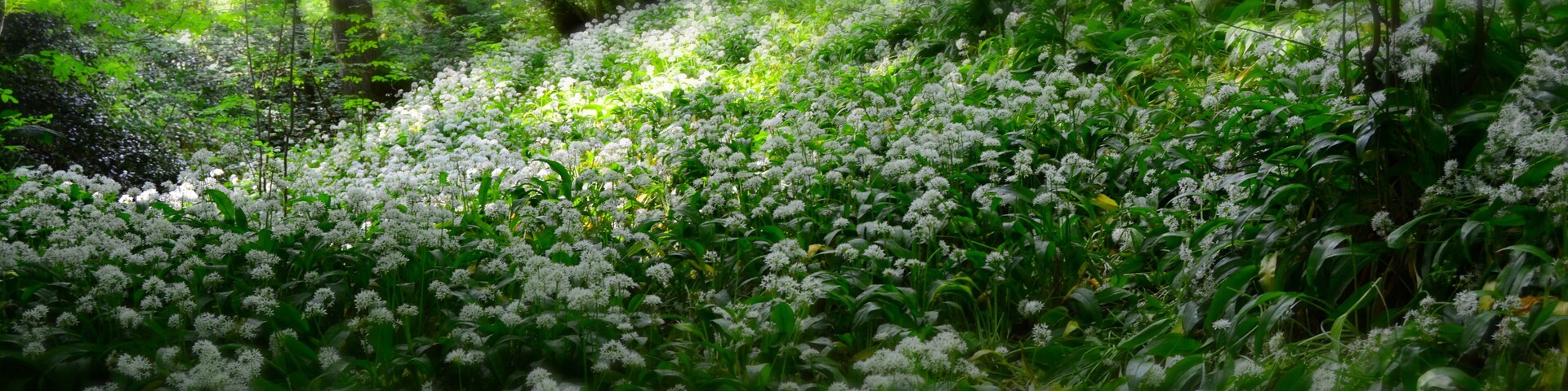 Lyme Park, Disley, United Kingdom