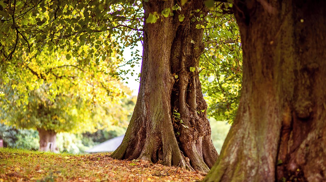 Lyme Park, Disley, United Kingdom