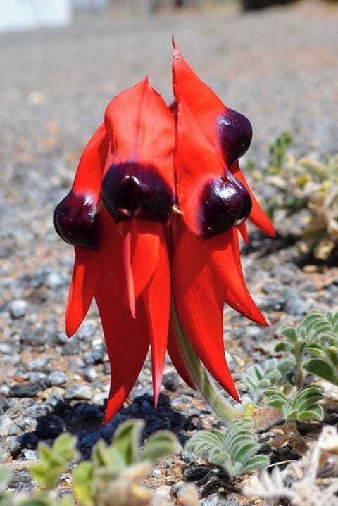 Sturt Desert Peas.  Native and Endemic to the Australia's desert.   
I spent my 10 days searching for these and on the very last day before travelling back to Sydney (13 hour drive), I found them growing in the gravel footpath of a small laneway (after taking a wrong turn).  Just 3 small patches.  

These were my Nanna's favourite flowers.  Born in Broken Hill in 1912 and moved to Parramatta when she was just
 5 years old, she loved these flowers and memories.  It was nice to finally see her favourite flower.  (No cutting as its not permitted but I have this special photographic memory which I hold dear).
#Red 