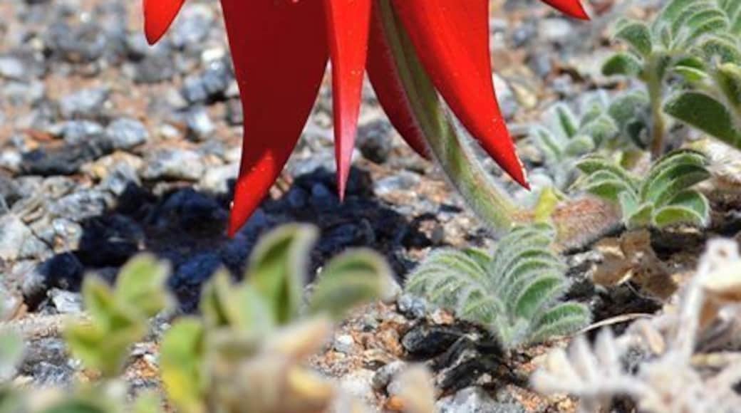 Sturt Desert Peas. Native and Endemic to the Australia's desert.
I spent my 10 days searching for these and on the very last day before travelling back to Sydney (13 hour drive), I found them growing in the gravel footpath of a small laneway (after taking a wrong turn). Just 3 small patches.
These were my Nanna's favourite flowers. Born in Broken Hill in 1912 and moved to Parramatta when she was just
5 years old, she loved these flowers and memories. It was nice to finally see her favourite flower. (No cutting as its not permitted but I have this special photographic memory which I hold dear).
#Red