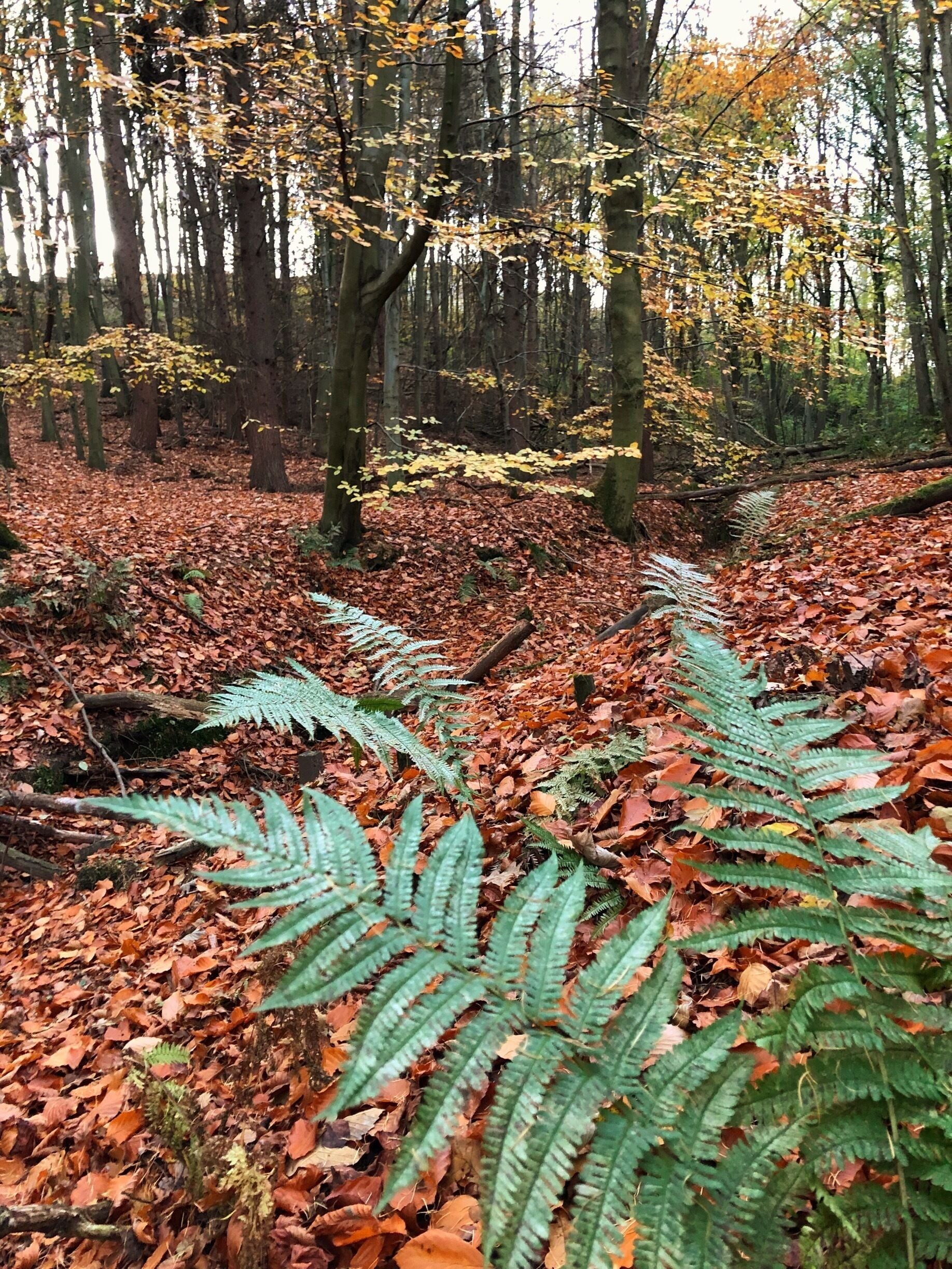 Zone de loisirs et parcours de santé Wynyard Woodland Park