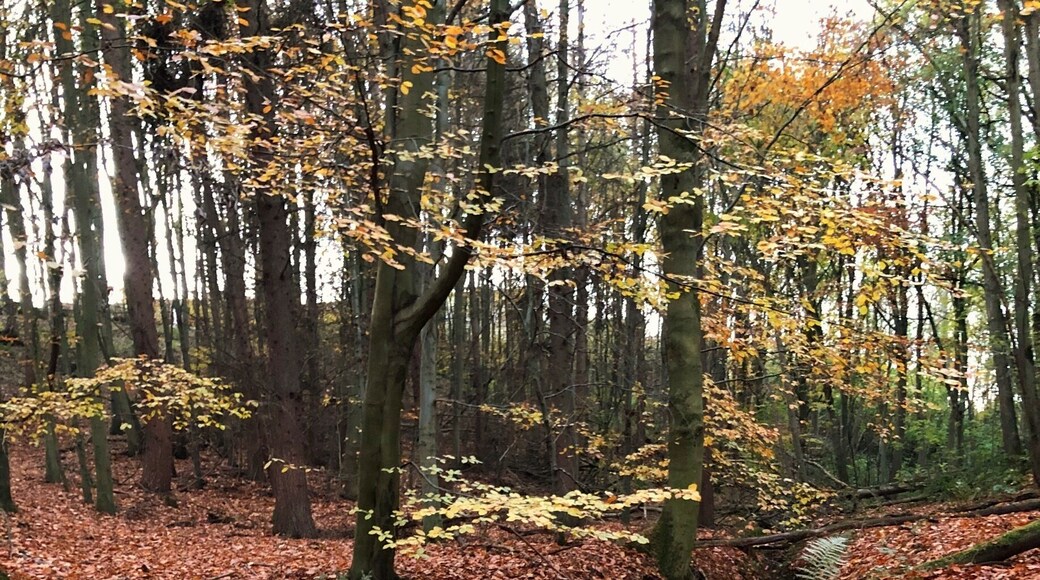 Zone de loisirs et parcours de santé Wynyard Woodland Park