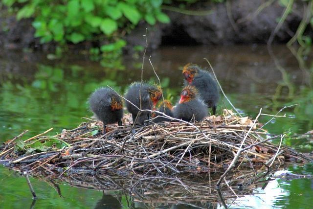 Moorhen Nest and Chicks On the Serpentine Lake at Hardwick Hall.
