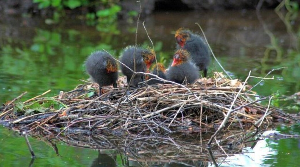 Moorhen Nest and Chicks On the Serpentine Lake at Hardwick Hall.