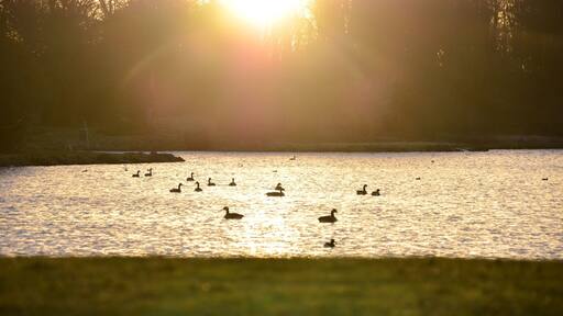 Early morning walk at Hardwick Park,Sedgefield