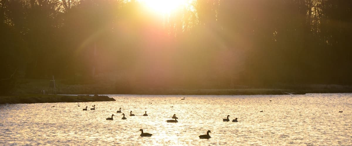 A body of water with ducks swimming, surrounded by trees and a grassy area.