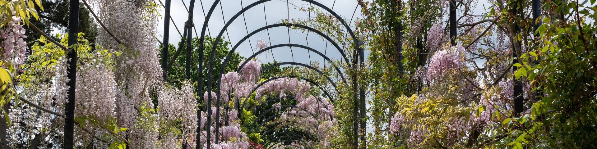 A pathway flanked by flowering trees and a metal archway.