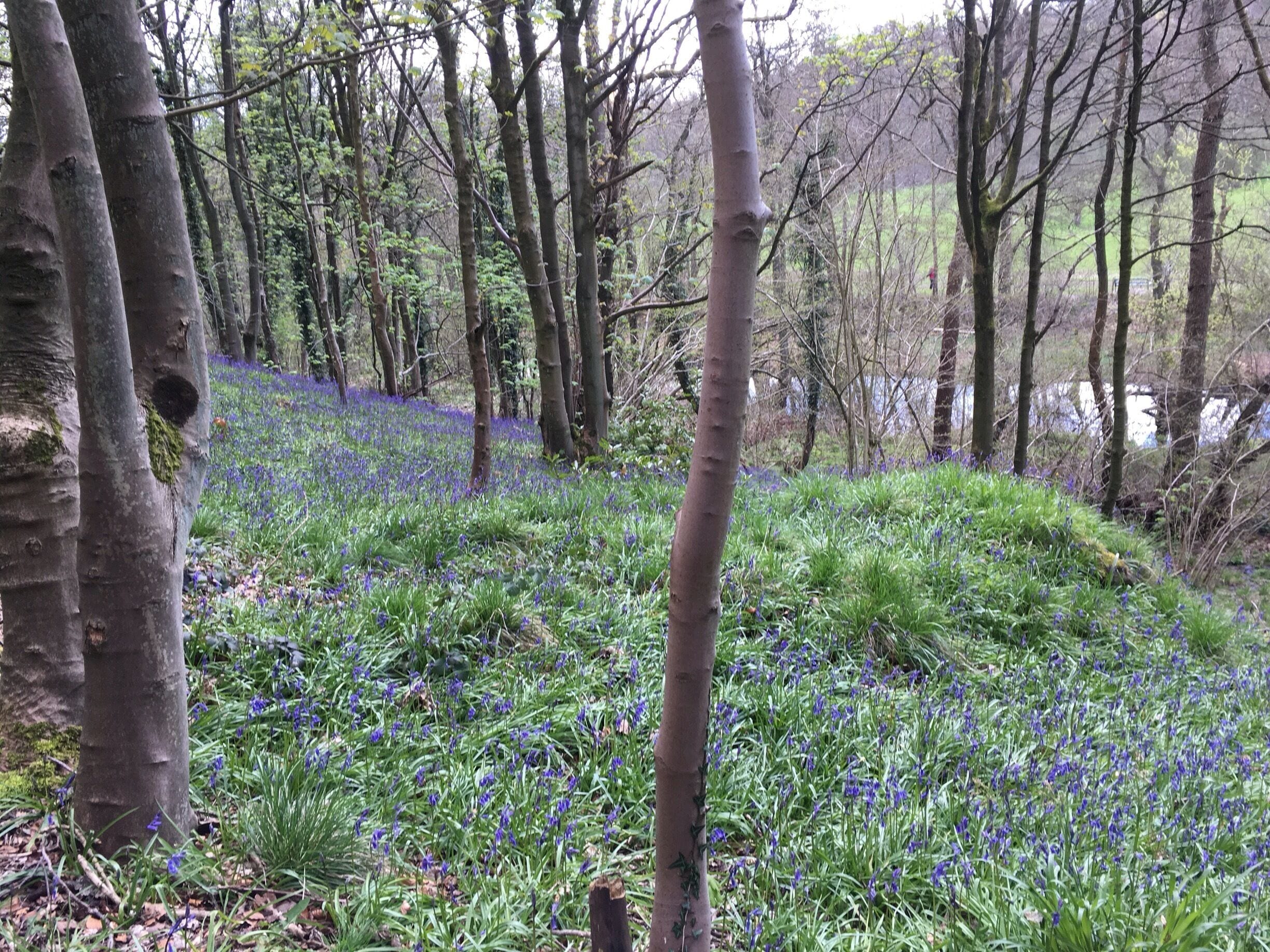 So many bluebells.