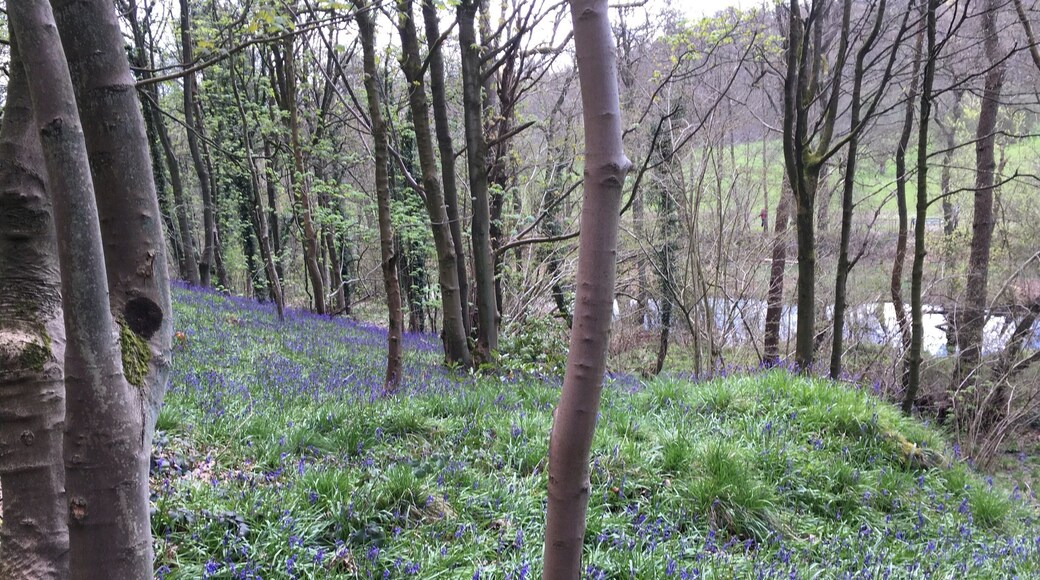So many bluebells.