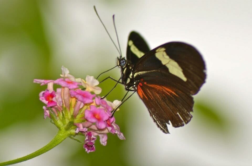 Taken at the Butterfly Farm in Stratford Upon Avon, UK
#Stratford #StratfordUponAvon #ButterflyFarm #Sanctuary #Butterfly #DayOut