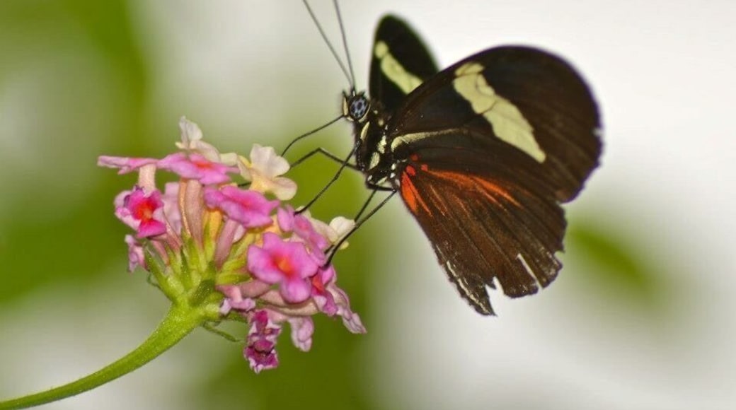 Taken at the Butterfly Farm in Stratford Upon Avon, UK
#Stratford #StratfordUponAvon #ButterflyFarm #Sanctuary #Butterfly #DayOut
