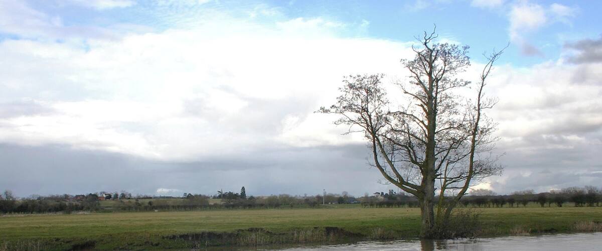A flooded field with a single tree in the center and ducks swimming in the water.