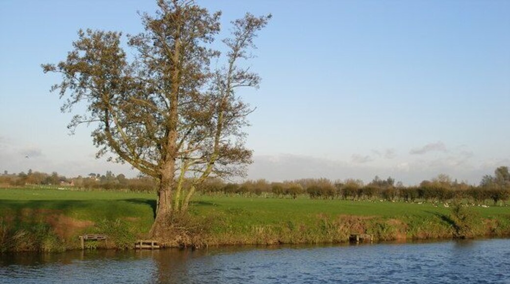 The River Avon. The River Avon from the bank at Tiddington.