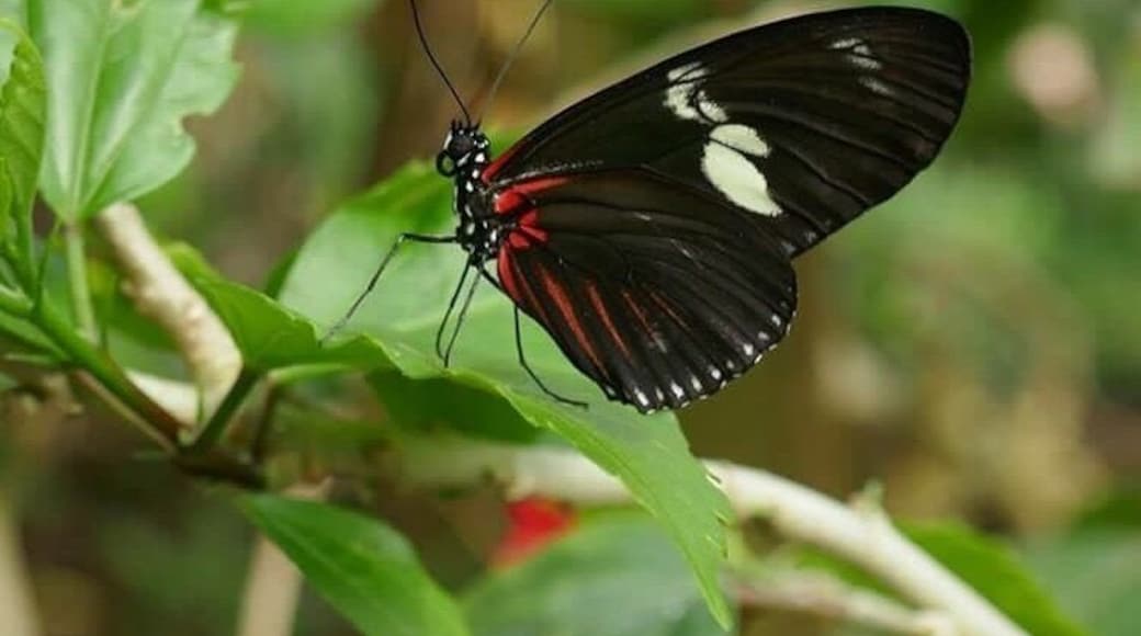 This is a lovely little place in Stratford upon Avon. Somewhere you can just sit and watch the beauty flutter around you. This little lady was particular my favourite as she looked so poised and graceful.