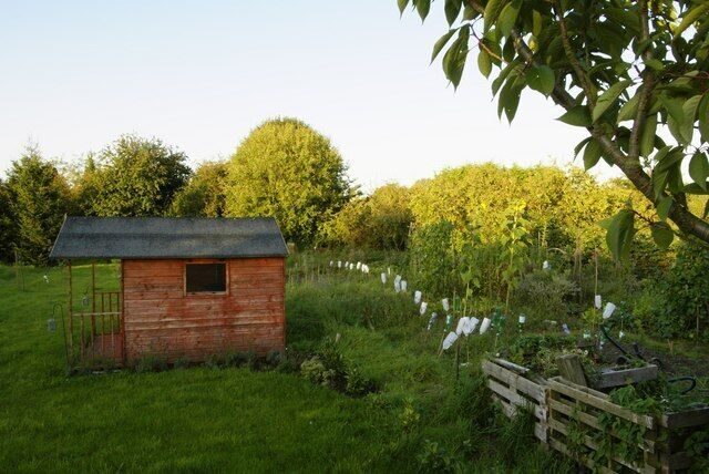 Snitterfield allotments Village allotments in the setting sun.