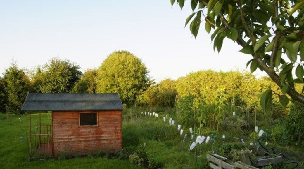Snitterfield allotments Village allotments in the setting sun.